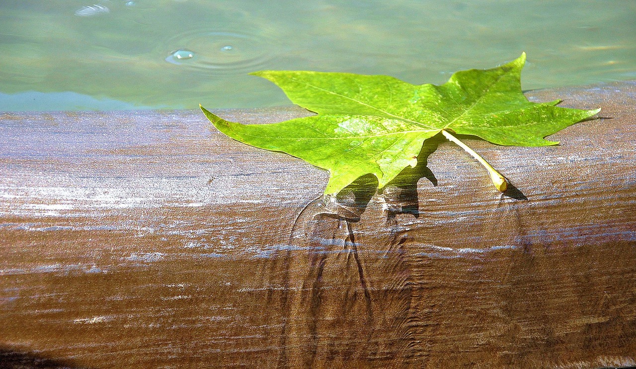 Water, brunne, leaf — All Your Favorite TV Channels in One Affordable IPTV Plan